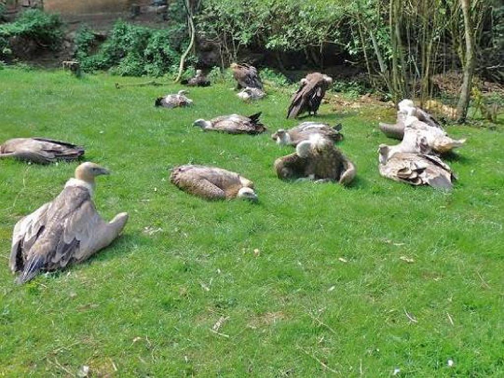 149 BIO PARC DE DOUE LA FONTAINE 7- 2016_000010.jpg